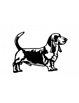 Basset Hound
