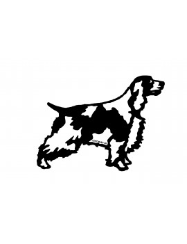 Springer spaniel