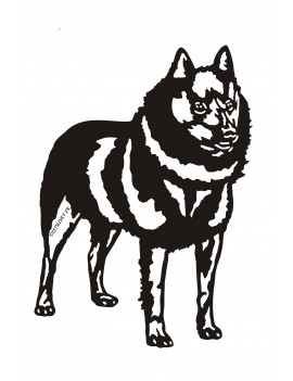 Schipperke