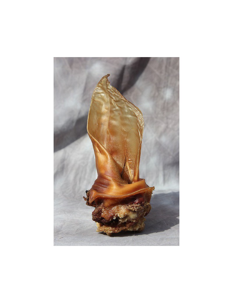 Oreille de boeuf XXL