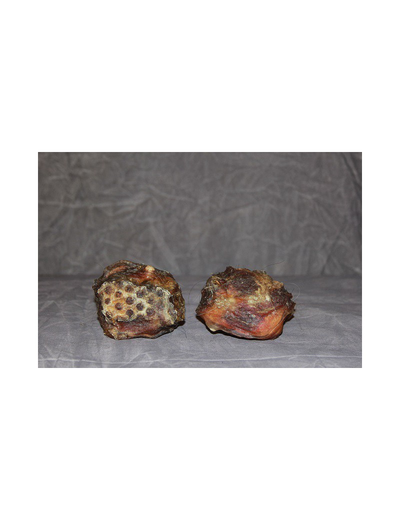 Pavillon d'oreilles de Boeuf