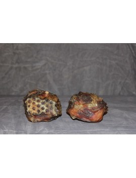 Pavillon d'oreilles de Boeuf