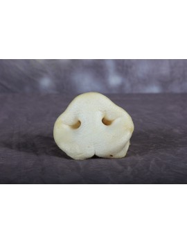 Nez de cochon blanc