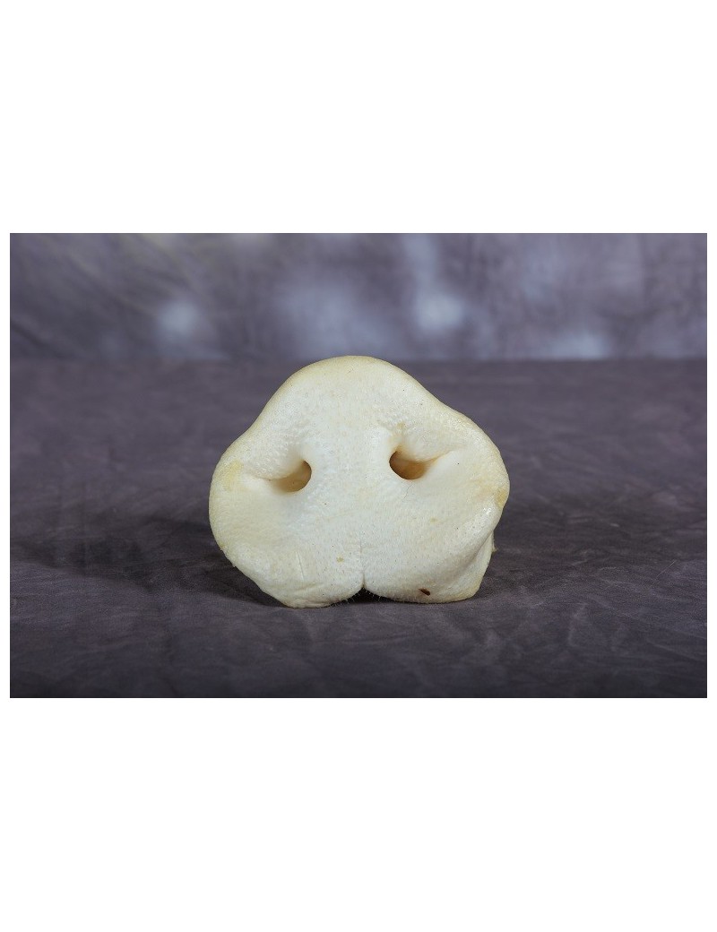 Nez de cochon blanc
